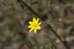 Carolina silkgrass